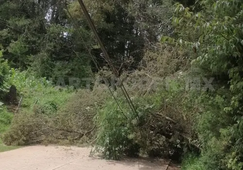 Cae árbol y bloquea carretera