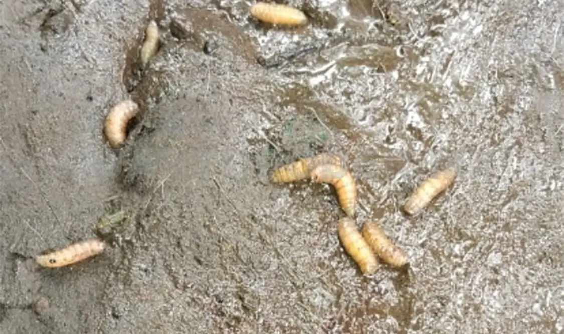 Identifican una infección amplia en el ganado. Cortesía