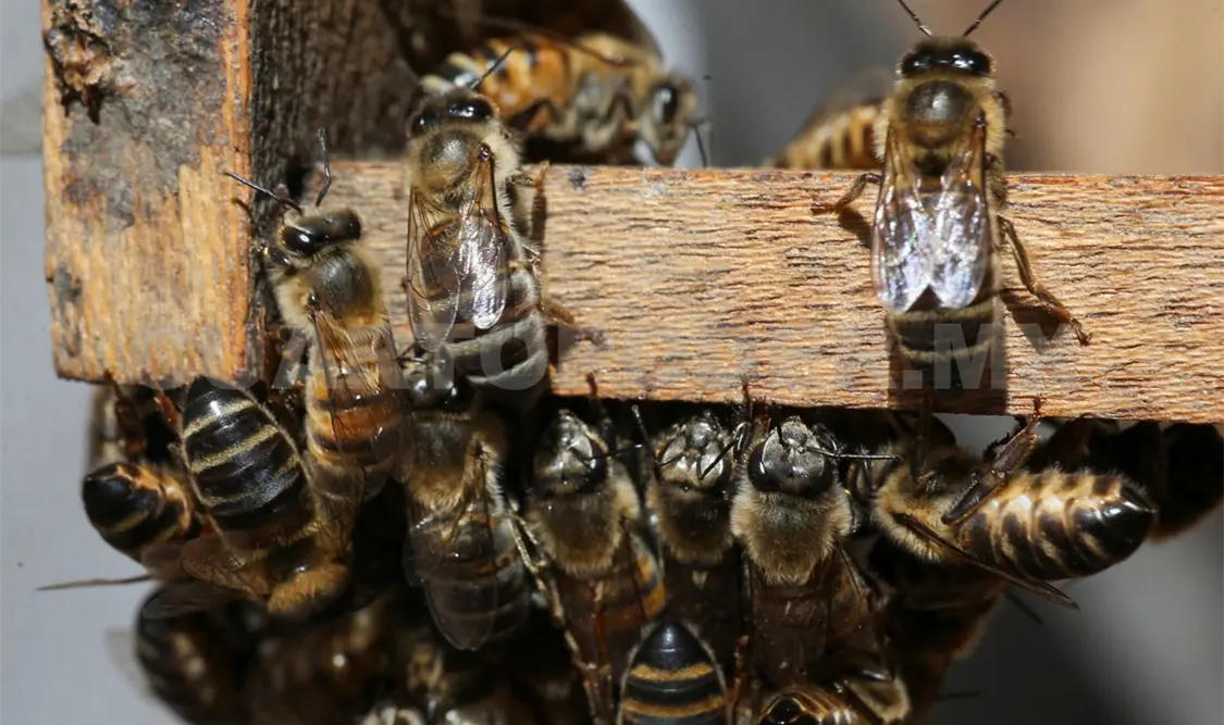 Las abejas son parte de los polinizadores que han enfrentado varias amenazas y reducción de sus poblaciones. Diego Pérez / CP
