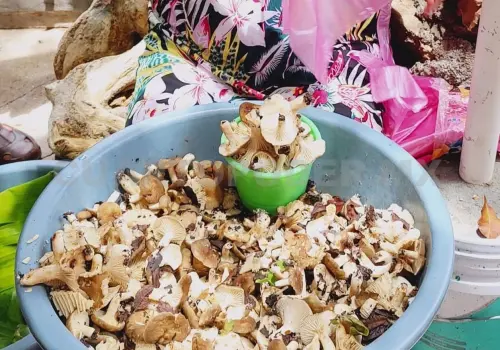 Hongo moní: tesoro gastronómico zoque