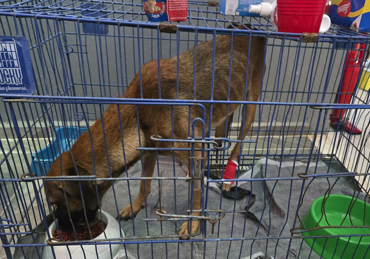 Gusano barrenador en perro de Yucatán