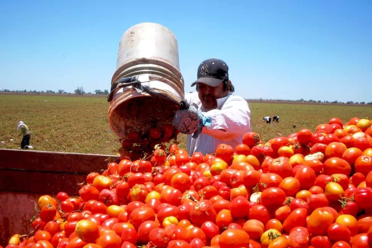 Productores de jitomate se reúnen con gobierno 