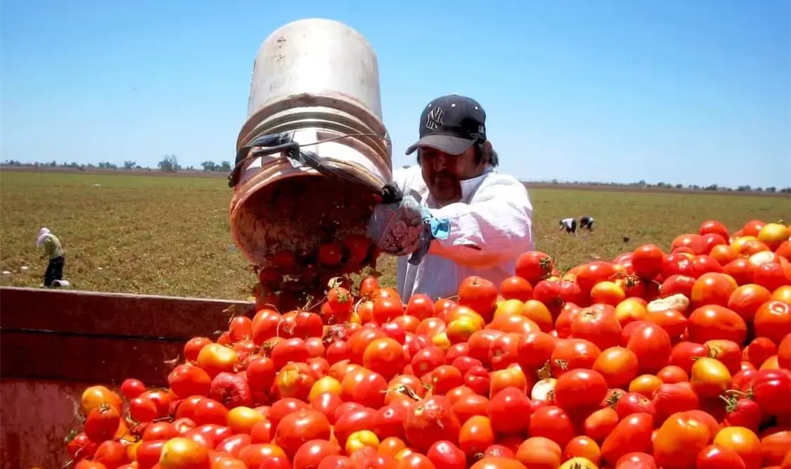 El arancel que entró en vigor desde este 14 de julio, estaría aplicándose a las exportaciones que los productores tienen consideradas para esta cosecha. Cortesía
