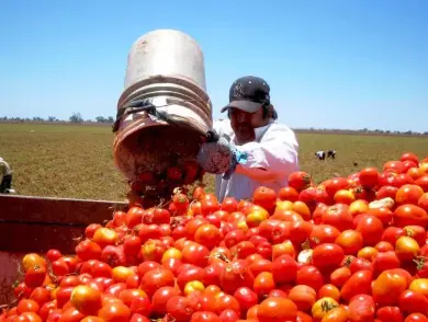 Productores de jitomate se reúnen con gobierno 