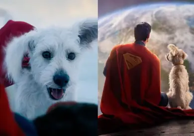Adopciones se disparan gracias a Krypto