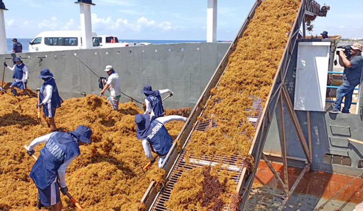 Recolectan más de 290 mil toneladas de sargazo en QR