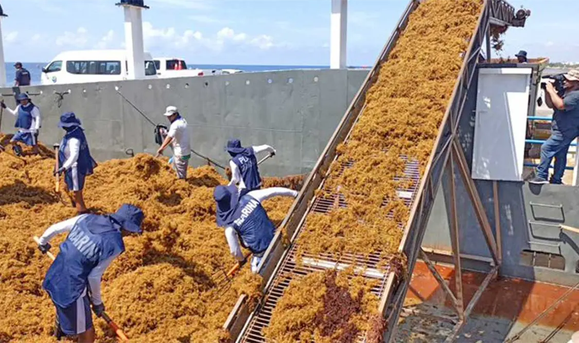 La Marina continúa redoblando esfuerzos para mitigar los efectos negativos de esta alga marina. Cortesía