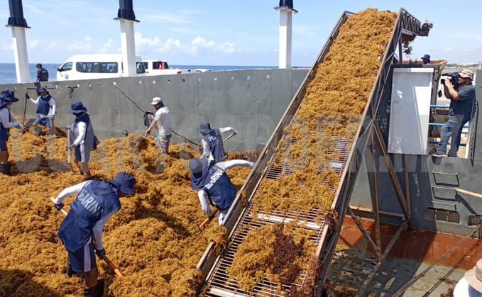Recolectan más de 290 mil toneladas de sargazo en QR