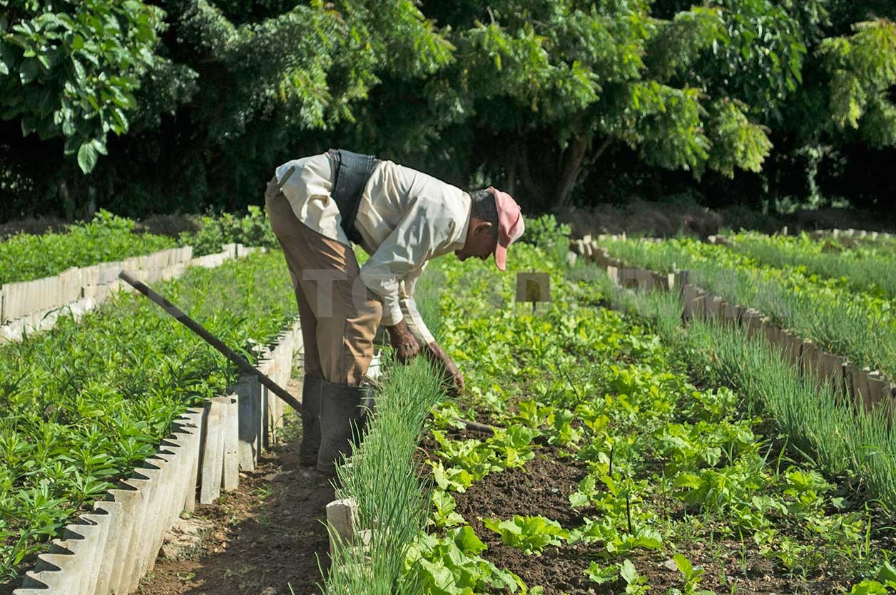 Revelan claves para uso seguro de fertilizantes
