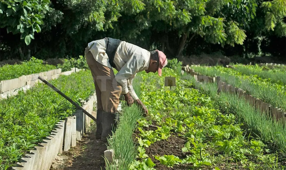 Los residuos pueden usarse como fertilizantes. Carlos López / CP