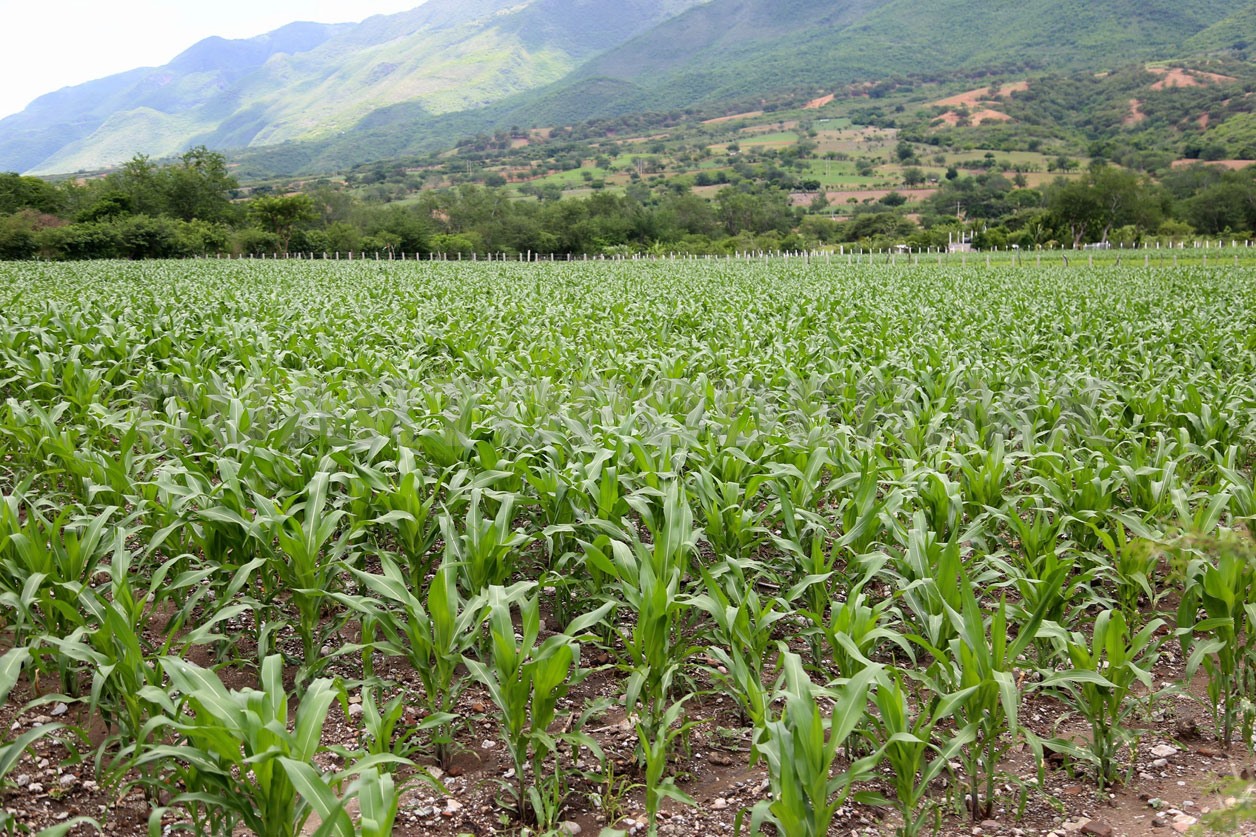 Bacterias de maíz con potencial para crear biofertilizantes