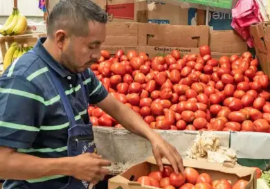 Aranceles a tomate están impulsando a agricultores