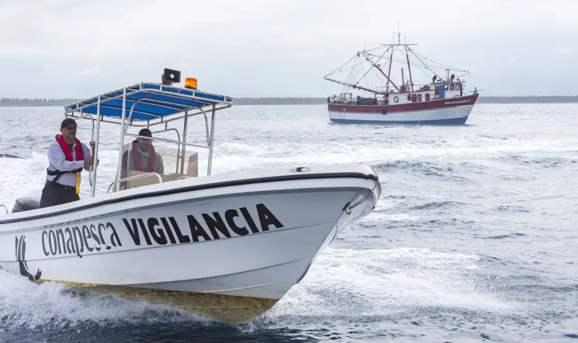 Las dependencias respaldan la conservación de la vaquita marina, combaten el tráfico ilegal de la totoaba y promueven la sostenibilidad pesquera. Cortesía