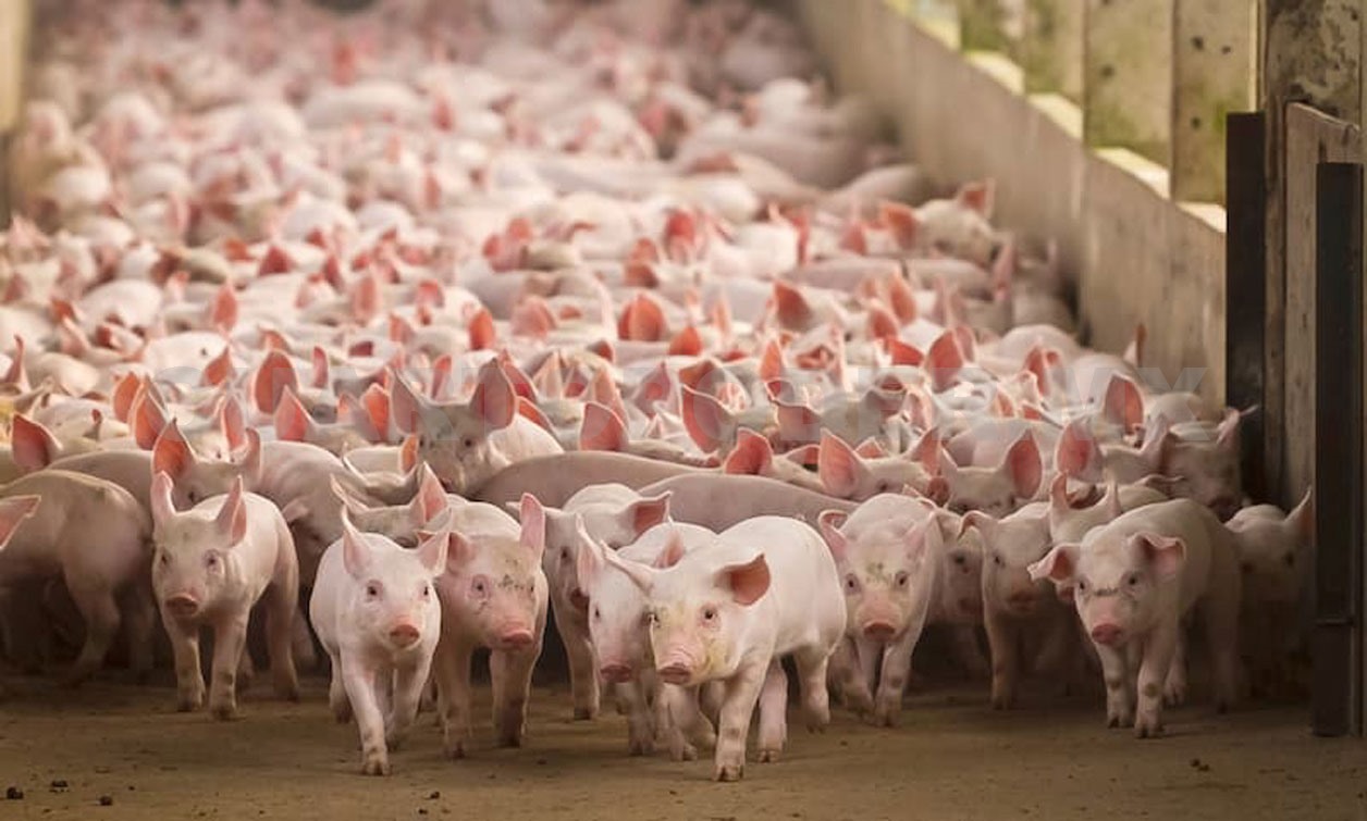 Conflicto de aranceles beneficiaría a porcicultores