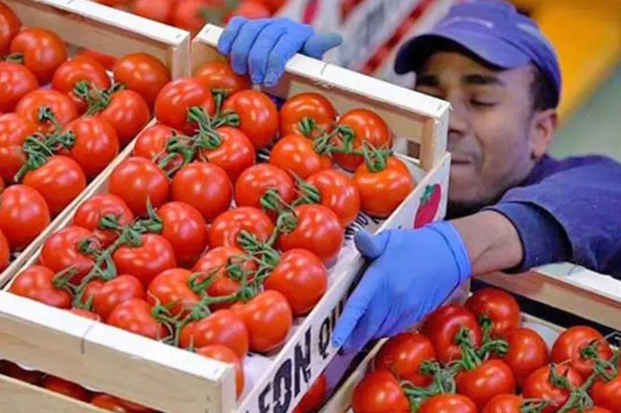 Estiman exportadores impacto de 8 mmdd anuales