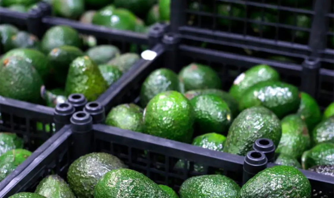 Aguacate Hass mexicano llegará a Brasil. Cortesía