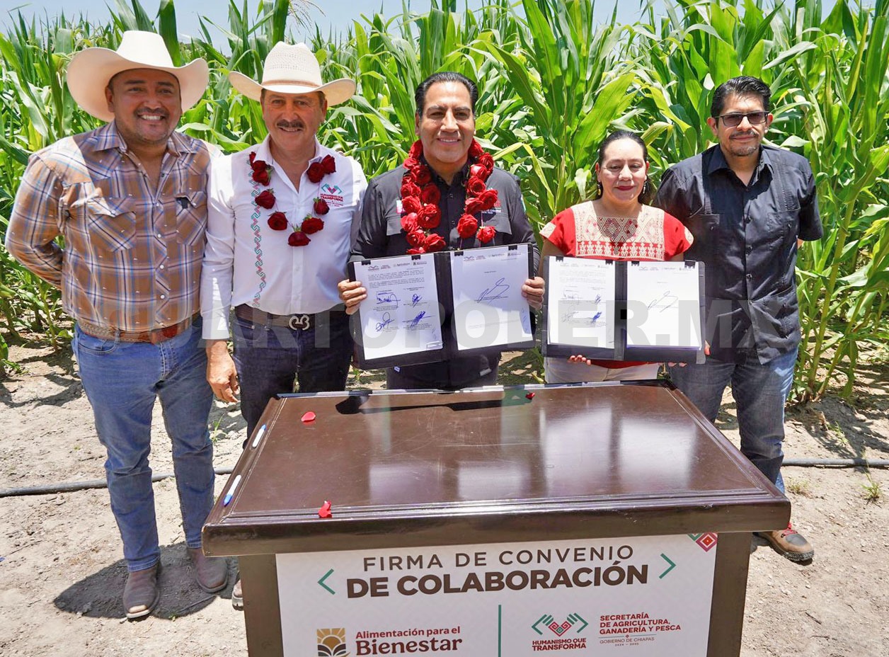 Establecen incentivos para el acopio de maíz