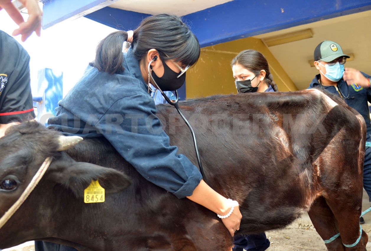 Refuerzan primera línea contra el gusano barrenador