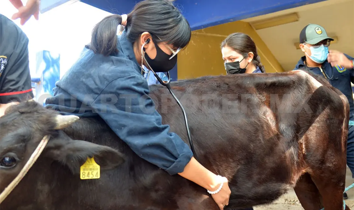 La atención adecuada de heridas en animales ayuda a evitar la proliferación del parásito. Carlos López / CP