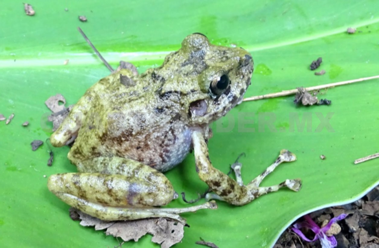 Hallan rana endémica en Área Natural de SCLC
