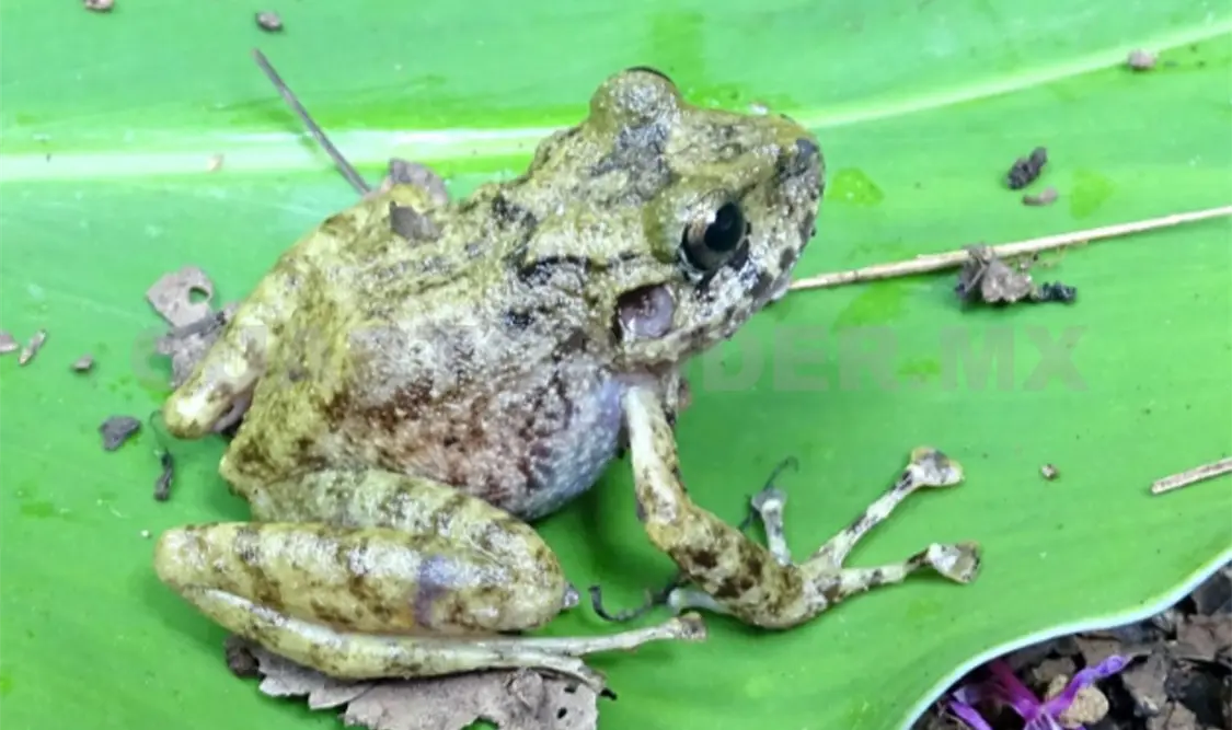 El descubrimiento fue posible gracias al trabajo del equipo científico coordinado por Roberto Luna Reyes. Cortesía