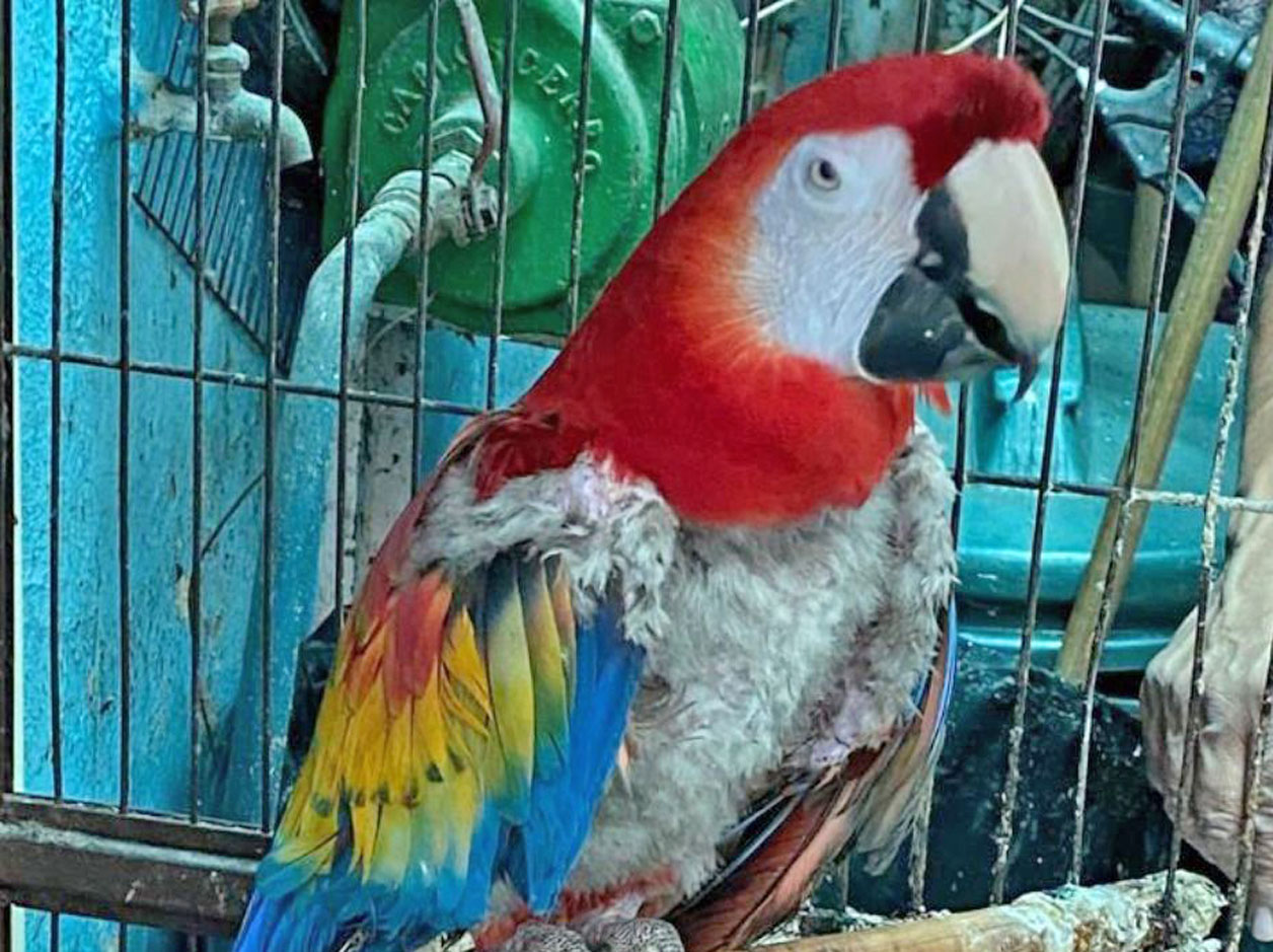 Rescatan 18 aves exóticas en peligro de extinción
