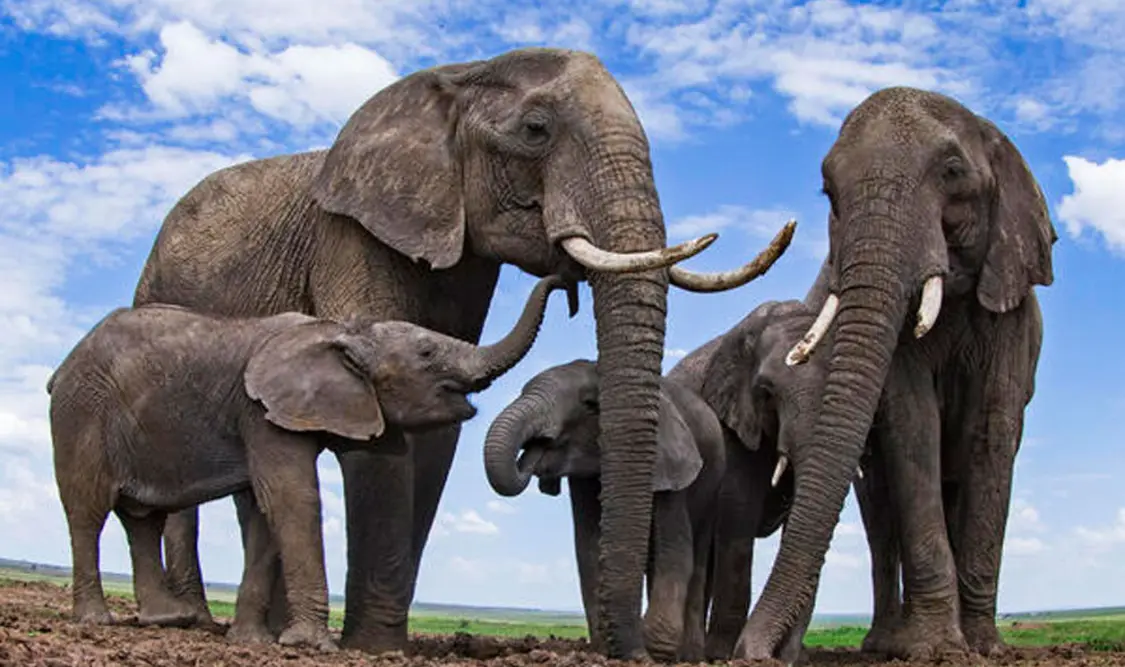 ¿Cómo consiguen algunos animales dormir de pie?