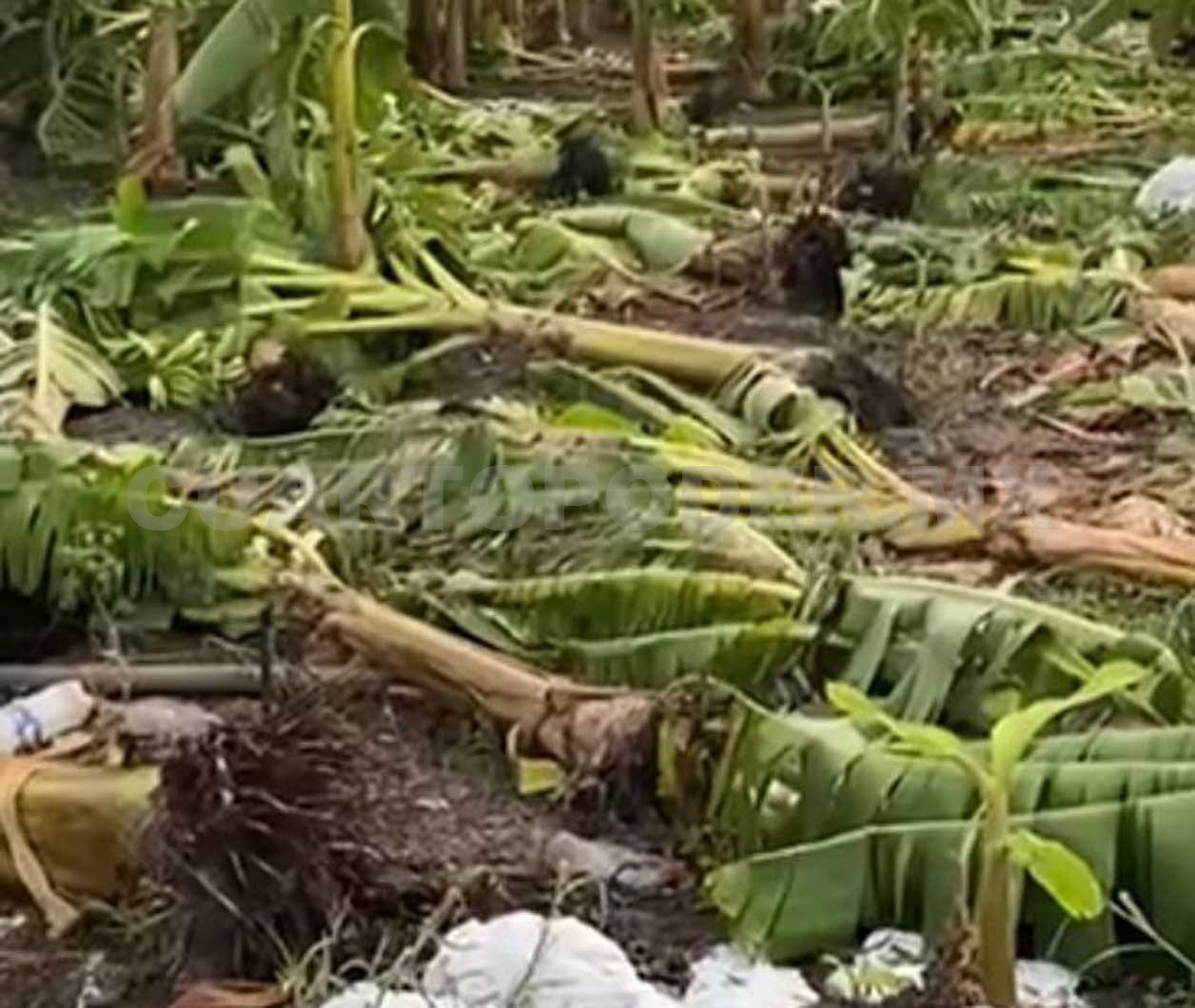 Tumban vientos plantaciones de plátano