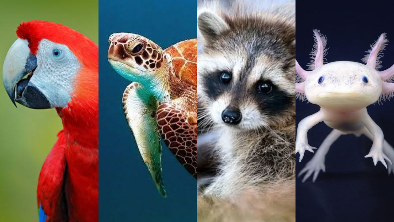 Animales en peligro de extinción en 2025