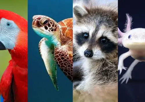 Animales en peligro de extinción en 2025