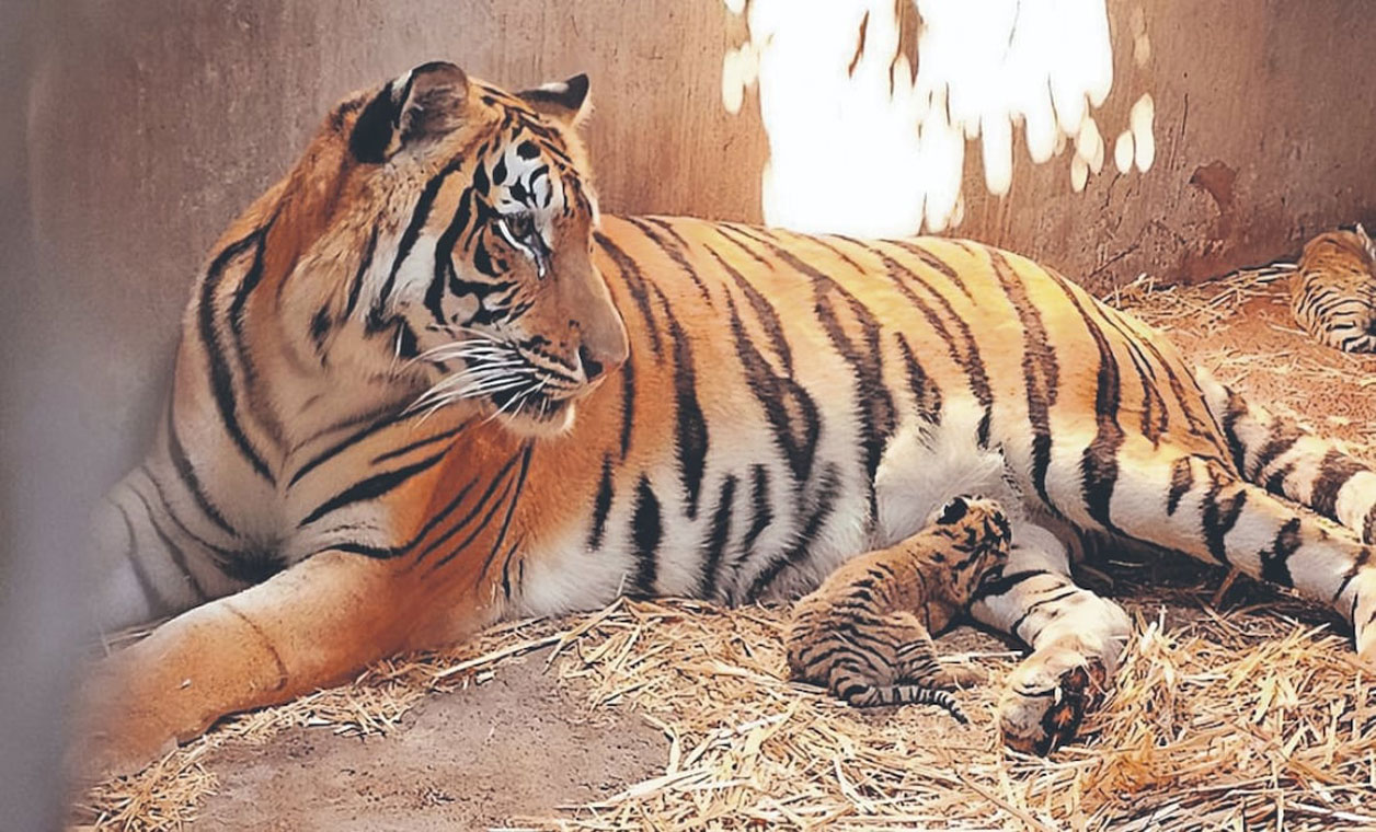 Felinos: se dispara cifra de decomisos