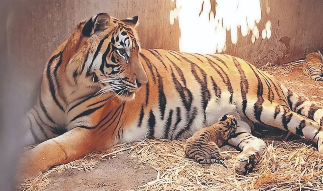 En el ámbito delincuencial, poseer un felino significa poder y jerarquía. Cortesía