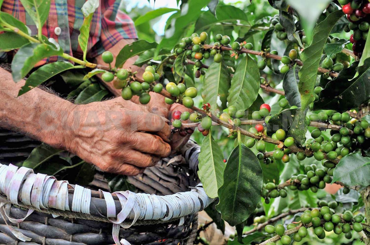 Café de Chiapas busca reducir huella de carbono