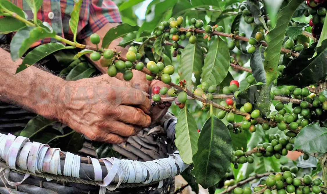 El café deja una importante huella de carbono. Carlos López / CP