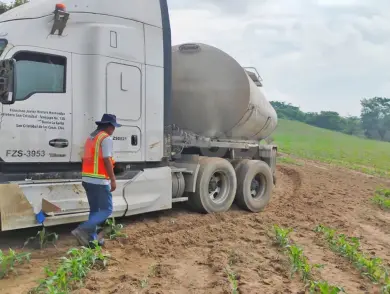 Tractocamión acaba varado entre cultivo de maíz