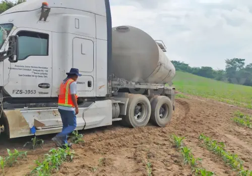 Tractocamión acaba varado entre cultivo de maíz
