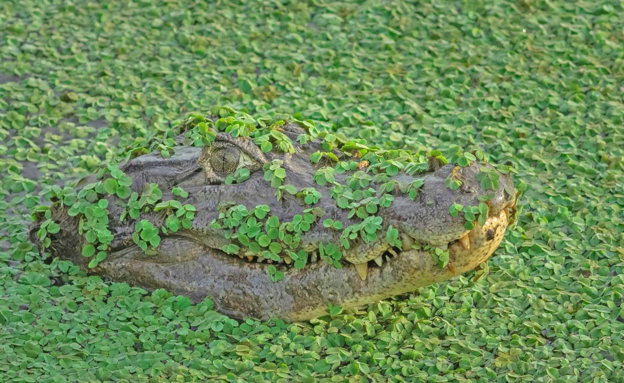 Cocodrilos: alerta en temporada de lluvias