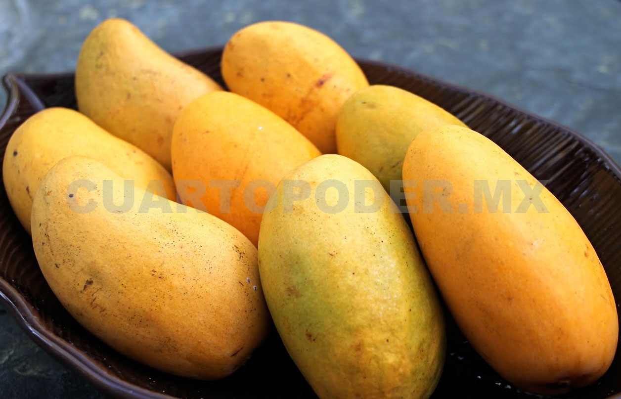 Chiapas, 5º lugar en exportación de mango