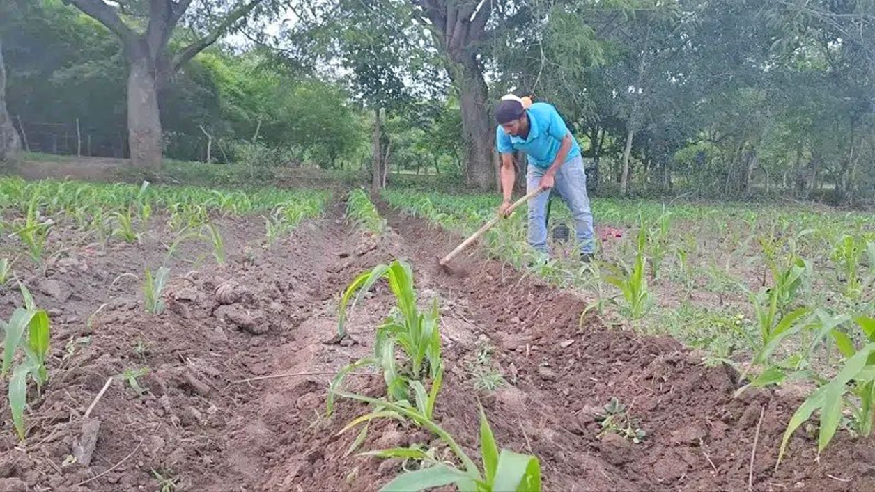 Canícula afecta la producción del maíz