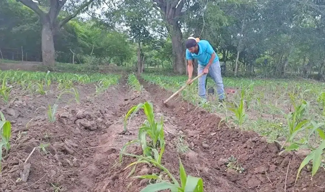 Para poder sembrar, adquirir los granos, el abono y el trabajo de la tierra, muchos campesinos se endeudaron. Ramón García / CP