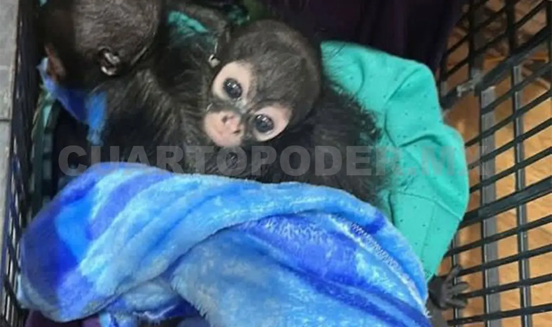 Aspecto de los animales recuperados. CP