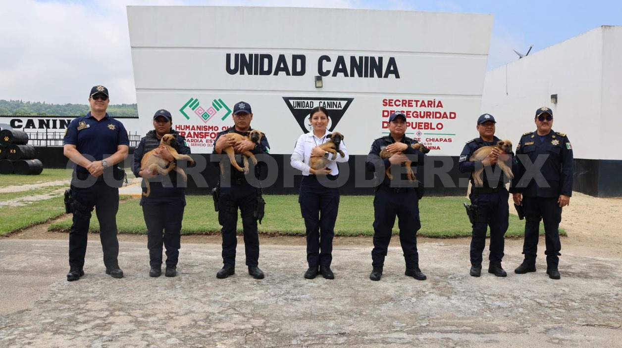SSP recibe cachorros Belga Malinois