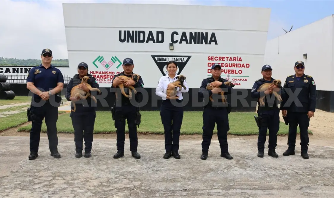 Los canes fortalecerán las capacidades operativas y de atención social en Chiapas. Cortesía