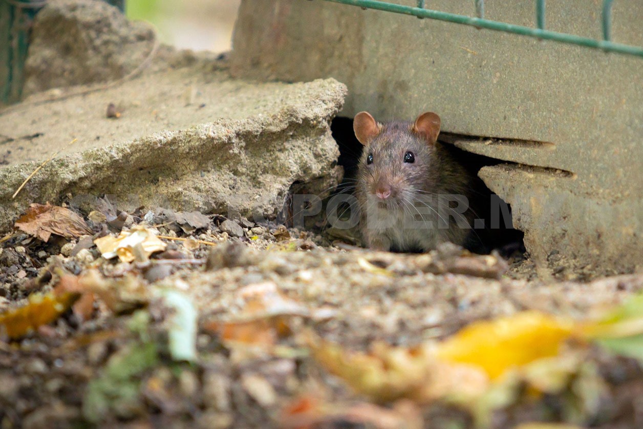 Estudian presencia de ratas en San Cristóbal
