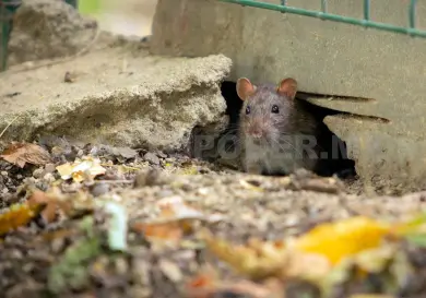 Estudian presencia de ratas en San Cristóbal