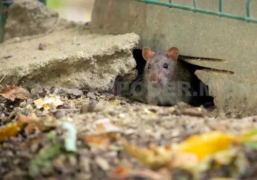 Estudian presencia de ratas en San Cristóbal