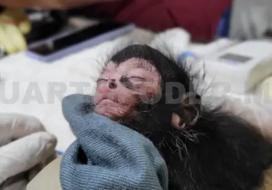 Avanza recuperación de crías de monos araña