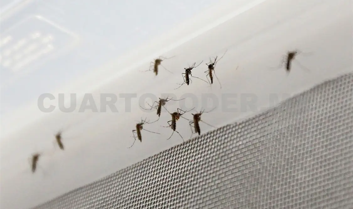 En esta temporada de lluvias es cuando más aumentan los casos positivos de dengue. Diego Pérez / CP