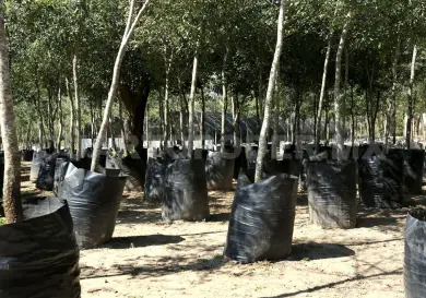 Destacan masivo plan de reforestación
