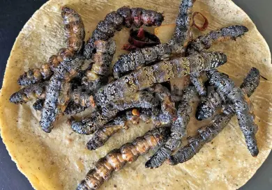Zats: joya gastronómica de la cultura chiapaneca